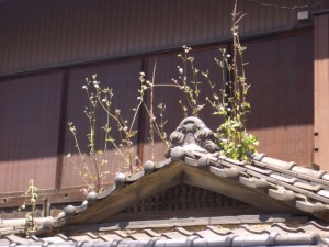 家の屋根